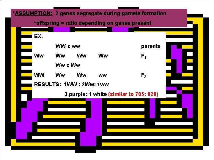 *ASSUMPTION: 2 genes segregate during gamete formation *offspring = ratio depending on genes present