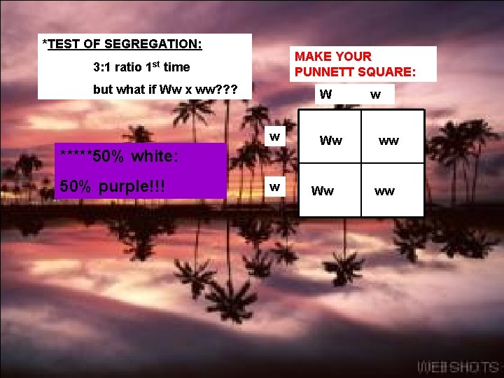 *TEST OF SEGREGATION: 3: 1 ratio 1 st MAKE YOUR PUNNETT SQUARE: time but