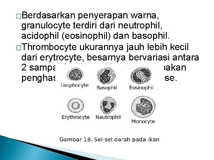 �Berdasarkan penyerapan warna, granulocyte terdiri dari neutrophil, acidophil (eosinophil) dan basophil. �Thrombocyte ukurannya jauh