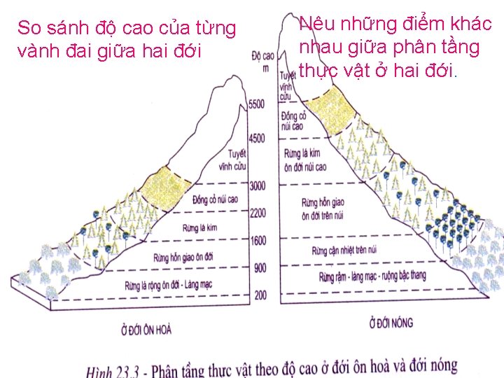 So sánh độ cao của từng vành đai giữa hai đới Nêu những điểm