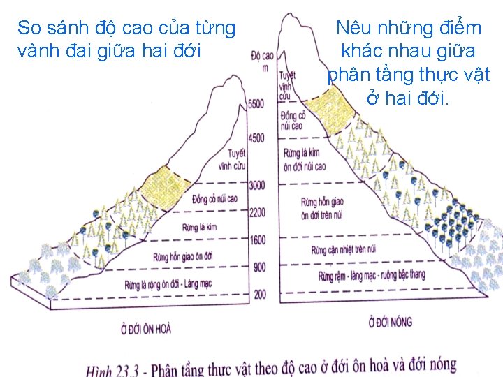 So sánh độ cao của từng vành đai giữa hai đới Nêu những điểm