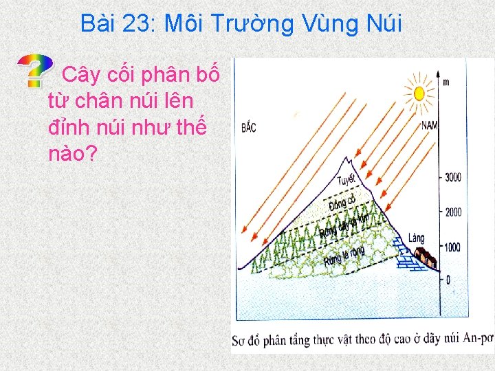 Bài 23: Môi Trường Vùng Núi Cây cối phân bố từ chân núi lên