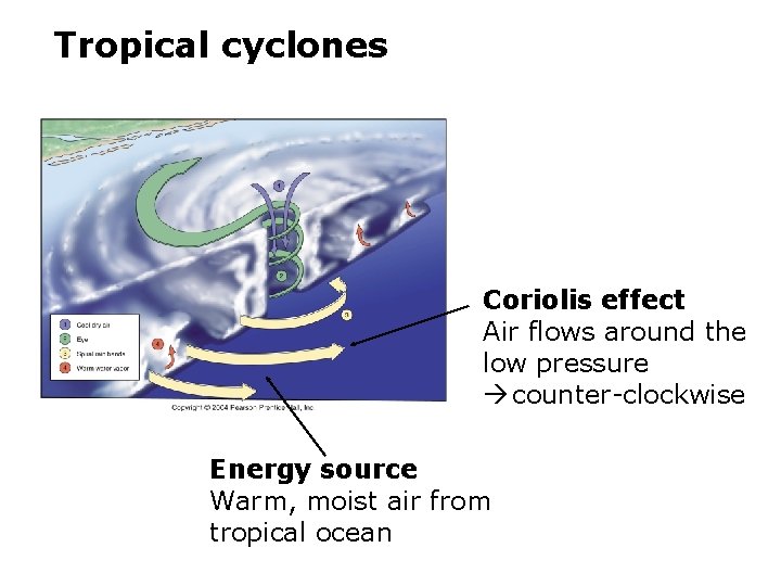 Tropical cyclones Coriolis effect Air flows around the low pressure counter-clockwise Energy source Warm,