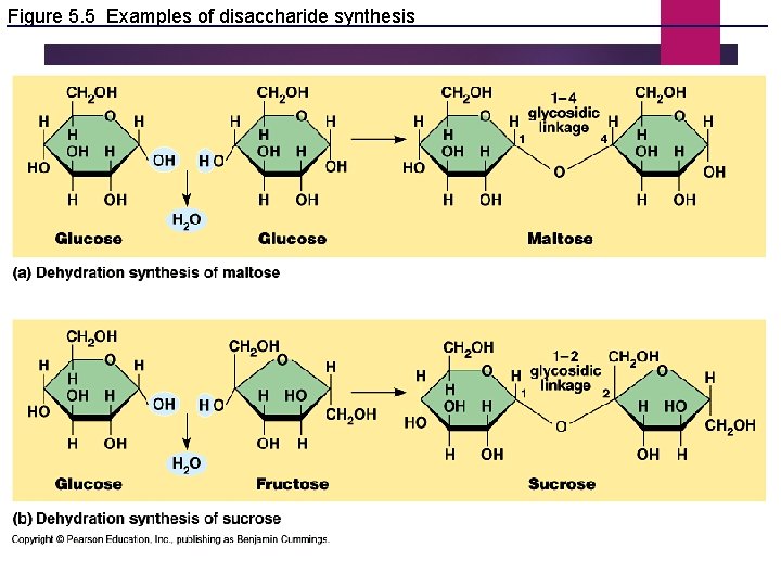 Figure 5. 5 Examples of disaccharide synthesis 