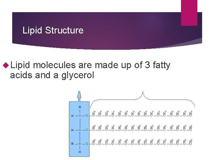 Lipid Structure Lipid molecules are made up of 3 fatty acids and a glycerol