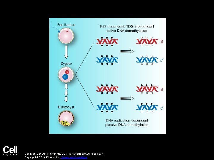 Cell Stem Cell 2014 15447 -459 DOI: (10. 1016/j. stem. 2014. 08. 003) Copyright