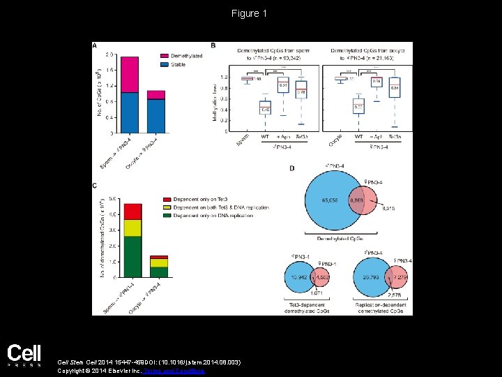 Figure 1 Cell Stem Cell 2014 15447 -459 DOI: (10. 1016/j. stem. 2014. 08.