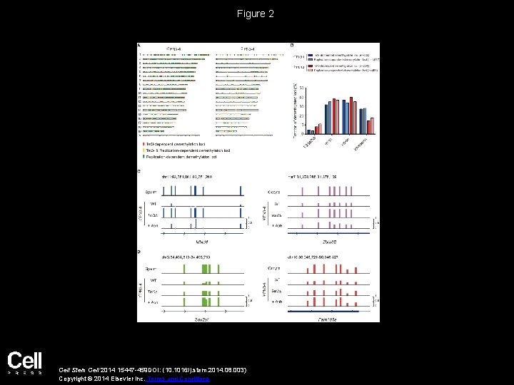 Figure 2 Cell Stem Cell 2014 15447 -459 DOI: (10. 1016/j. stem. 2014. 08.