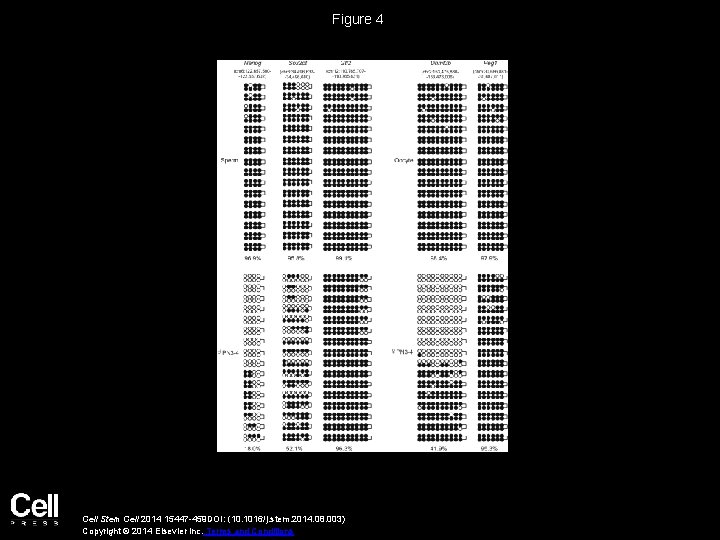 Figure 4 Cell Stem Cell 2014 15447 -459 DOI: (10. 1016/j. stem. 2014. 08.