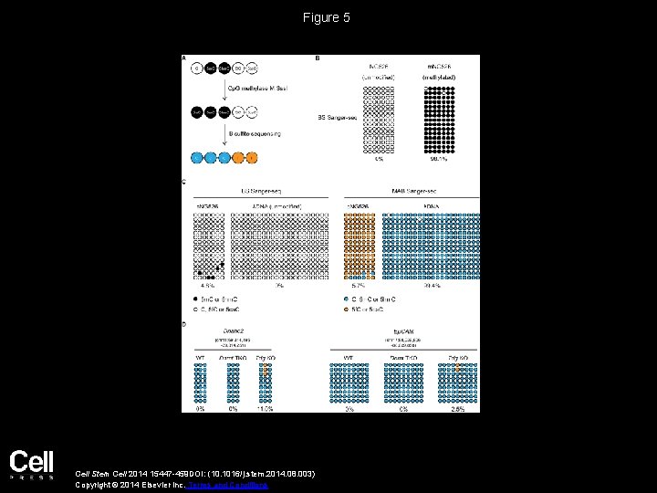 Figure 5 Cell Stem Cell 2014 15447 -459 DOI: (10. 1016/j. stem. 2014. 08.