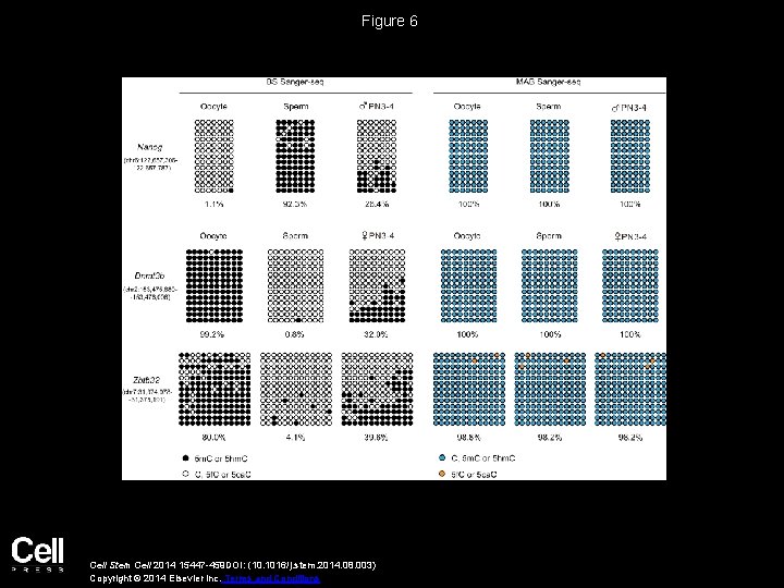 Figure 6 Cell Stem Cell 2014 15447 -459 DOI: (10. 1016/j. stem. 2014. 08.
