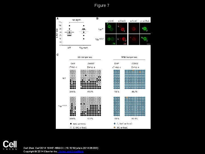 Figure 7 Cell Stem Cell 2014 15447 -459 DOI: (10. 1016/j. stem. 2014. 08.