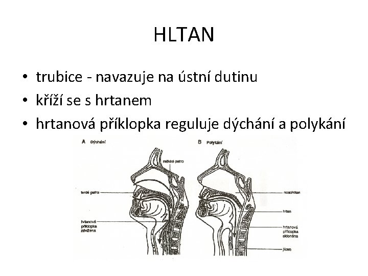 HLTAN • trubice - navazuje na ústní dutinu • kříží se s hrtanem •