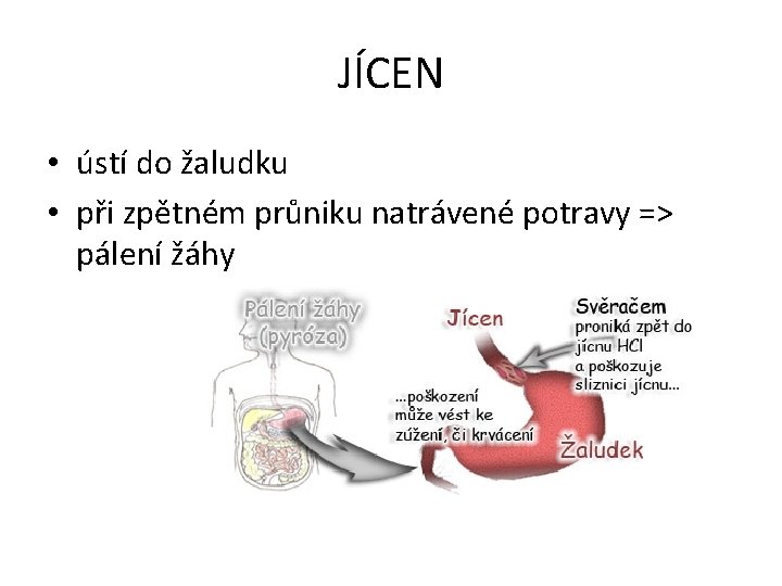 JÍCEN • ústí do žaludku • při zpětném průniku natrávené potravy => pálení žáhy