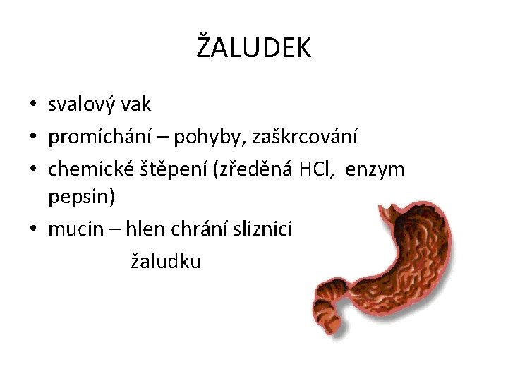 ŽALUDEK • svalový vak • promíchání – pohyby, zaškrcování • chemické štěpení (zředěná HCl,