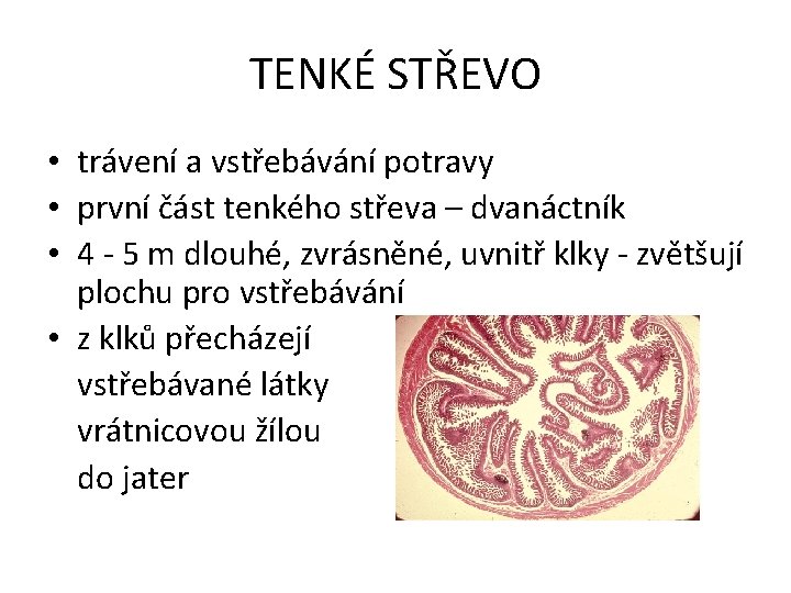 TENKÉ STŘEVO • trávení a vstřebávání potravy • první část tenkého střeva – dvanáctník