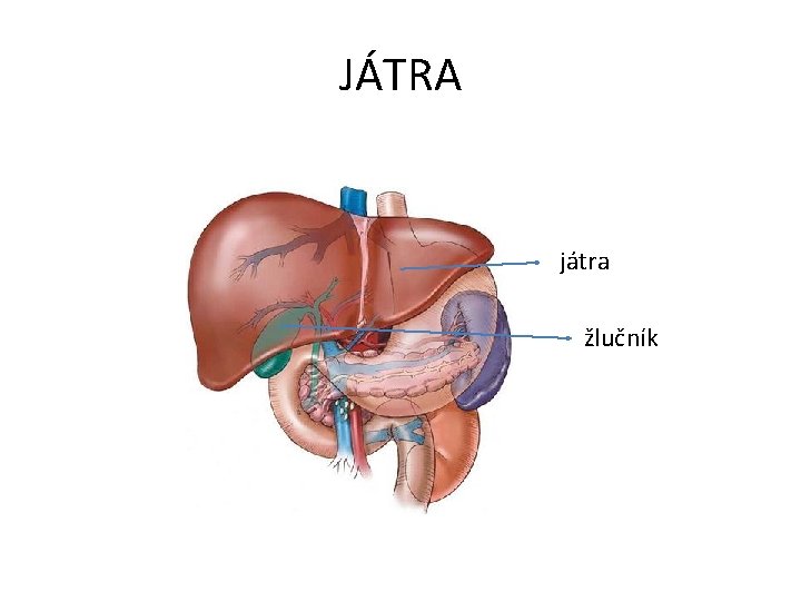 JÁTRA játra žaludek žlučník 