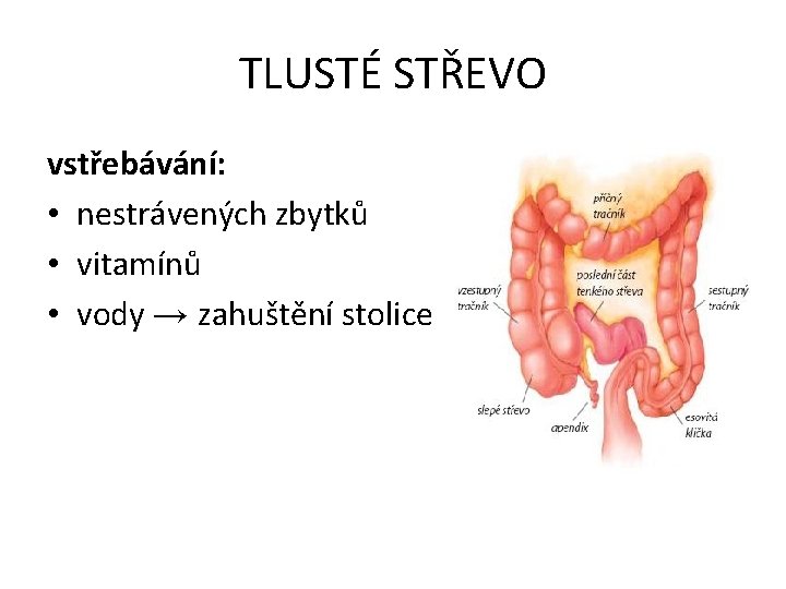 TLUSTÉ STŘEVO vstřebávání: • nestrávených zbytků • vitamínů • vody → zahuštění stolice 