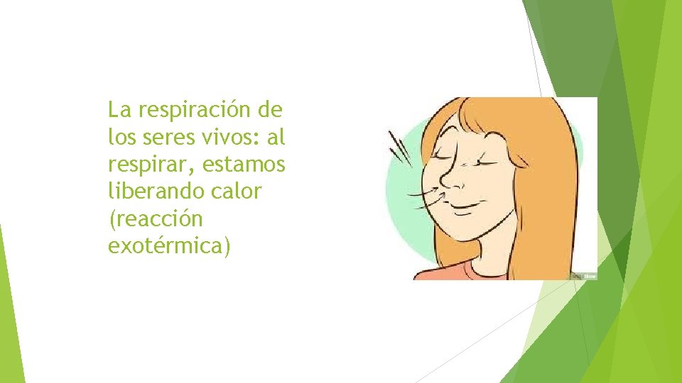 La respiración de los seres vivos: al respirar, estamos liberando calor (reacción exotérmica) 