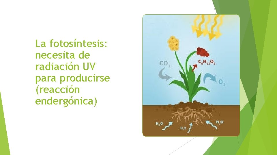 La fotosíntesis: necesita de radiación UV para producirse (reacción endergónica) 