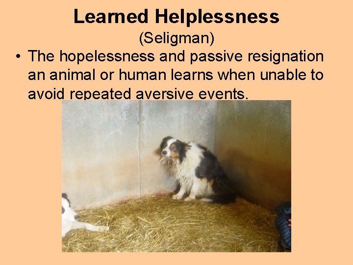 Learned Helplessness (Seligman) • The hopelessness and passive resignation an animal or human learns