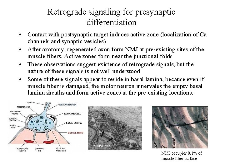 Retrograde signaling for presynaptic differentiation • Contact with postsynaptic target induces active zone (localization