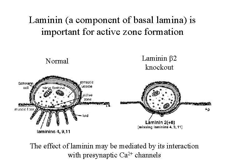 Laminin (a component of basal lamina) is important for active zone formation Normal Laminin