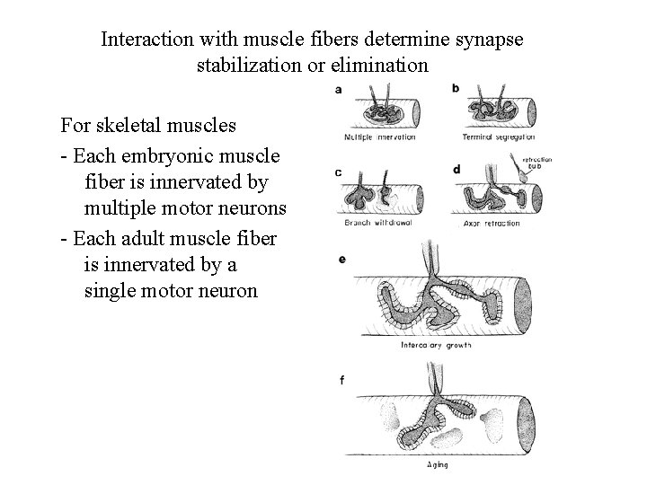 Interaction with muscle fibers determine synapse stabilization or elimination For skeletal muscles - Each