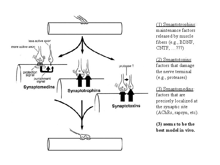 (1) Synaptotrophins: maintenance factors released by muscle fibers (e. g. , BDNF, CNTF, …?