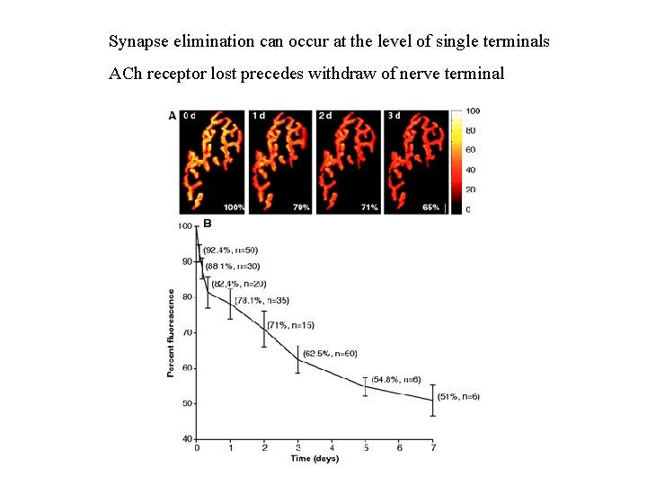 Synapse elimination can occur at the level of single terminals ACh receptor lost precedes