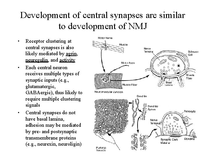 Development of central synapses are similar to development of NMJ • • • Receptor