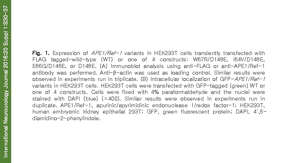 International Neurourology Journal 2016; 20 Suppl 1: S 30 -37 Fig. 1. Expression of