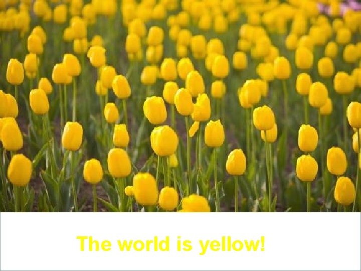 The world is yellow! 