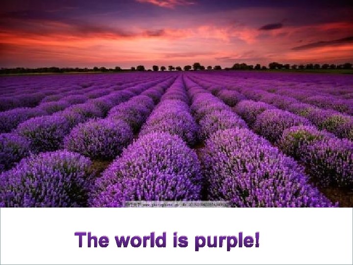 The world is purple! 