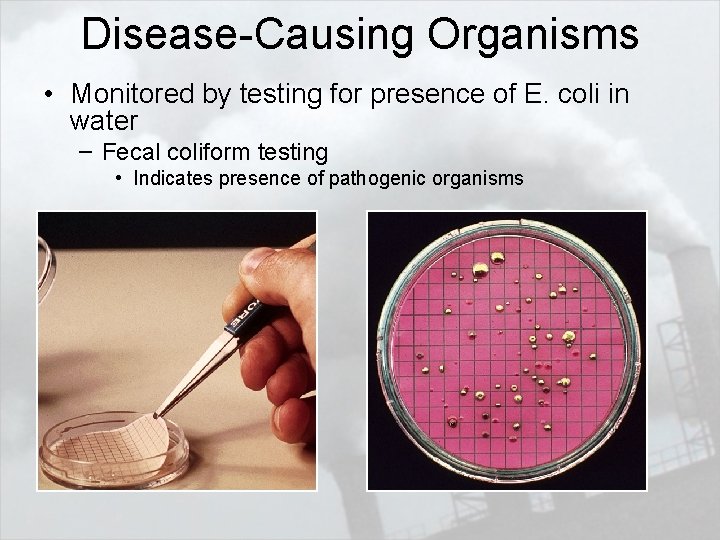 Disease-Causing Organisms • Monitored by testing for presence of E. coli in water –