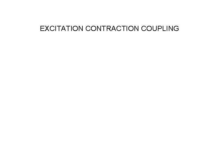 EXCITATION CONTRACTION COUPLING 