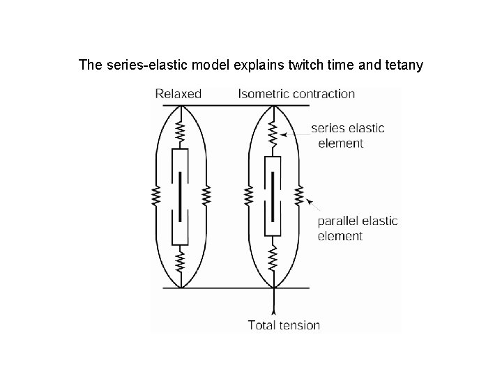 The series-elastic model explains twitch time and tetany 