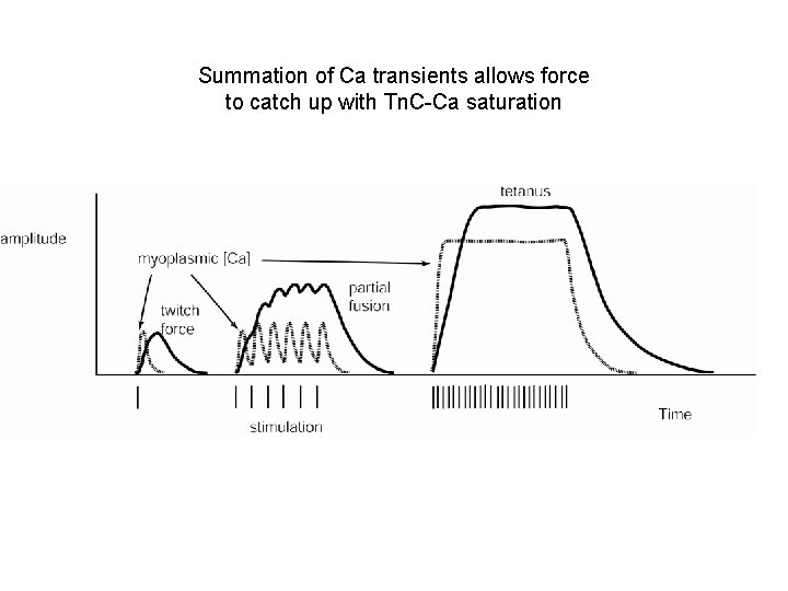 Summation of Ca transients allows force to catch up with Tn. C-Ca saturation 