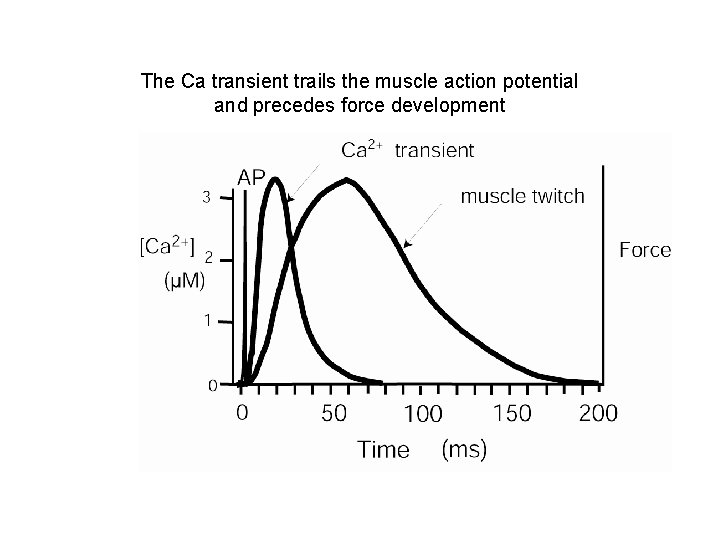 The Ca transient trails the muscle action potential and precedes force development 
