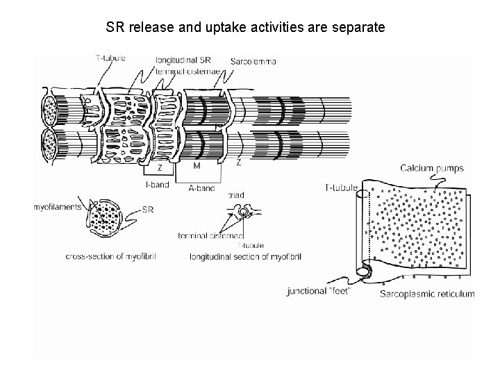 SR release and uptake activities are separate 