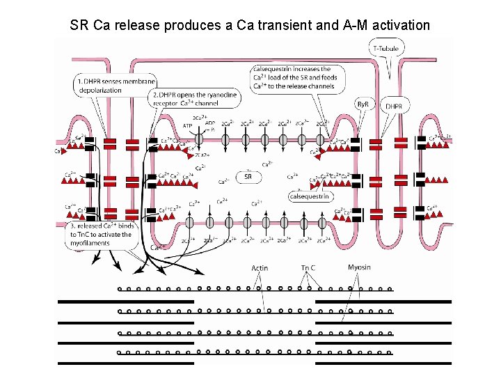 SR Ca release produces a Ca transient and A-M activation 