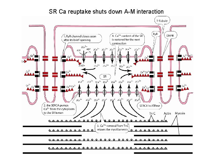 SR Ca reuptake shuts down A-M interaction 