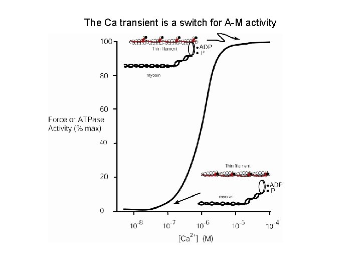 The Ca transient is a switch for A-M activity 