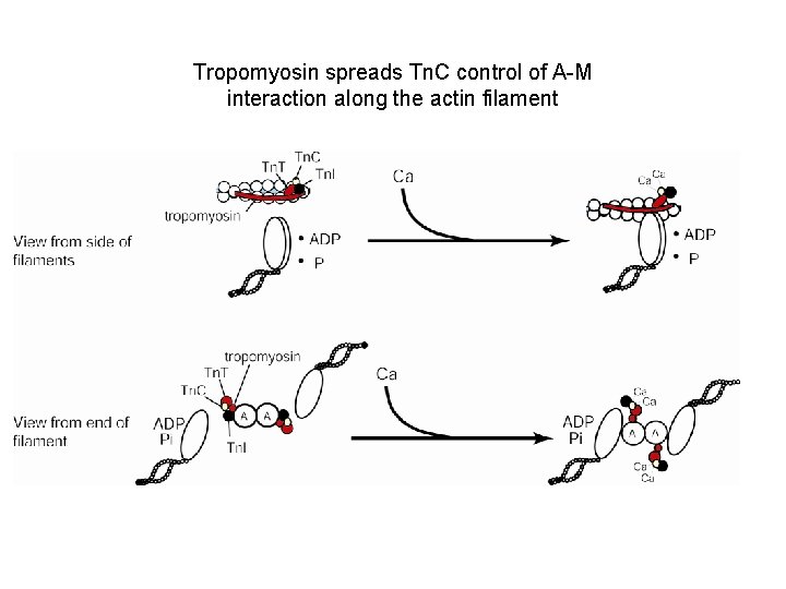 Tropomyosin spreads Tn. C control of A-M interaction along the actin filament 