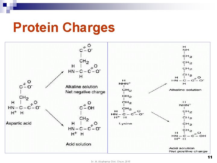 Protein Charges 11 Dr. M. Alzaharna Clini. Chem. 2015 