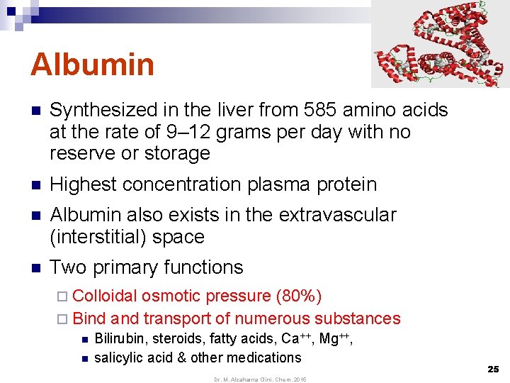 Albumin n Synthesized in the liver from 585 amino acids at the rate of