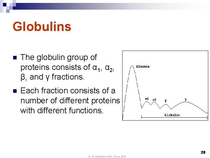 Globulins n The globulin group of proteins consists of α 1, α 2, β,