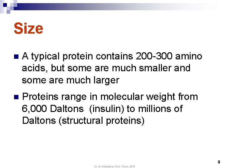 Size n A typical protein contains 200 -300 amino acids, but some are much