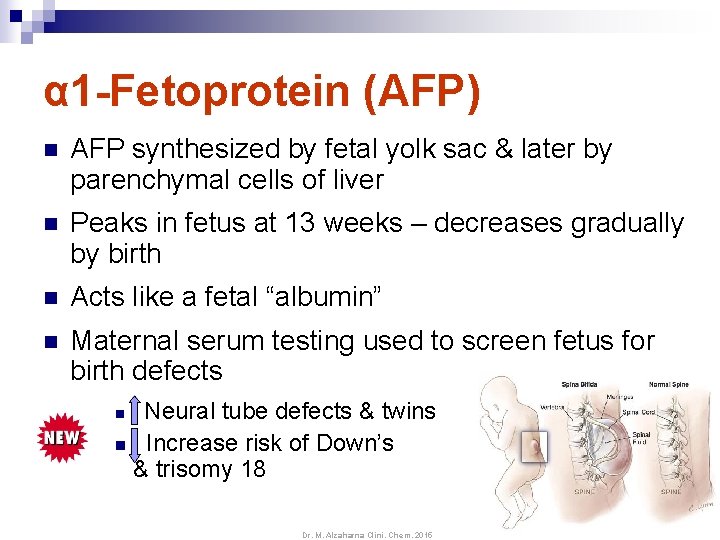 α 1 -Fetoprotein (AFP) n AFP synthesized by fetal yolk sac & later by