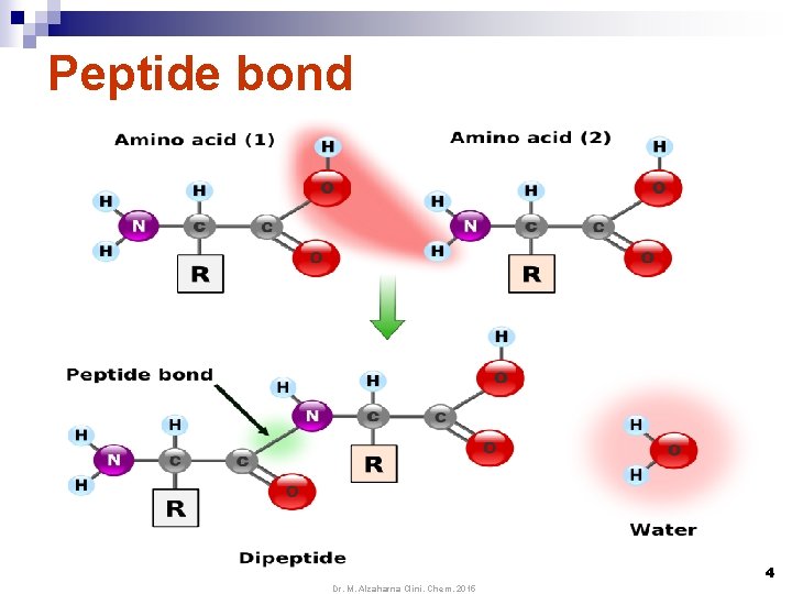 Peptide bond 4 Dr. M. Alzaharna Clini. Chem. 2015 